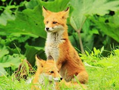 キツネとの出会いは札幌では日常？　人間と野生動物の距離感