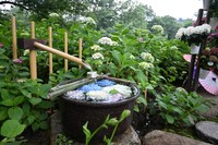 国営讃岐まんのう公園にある「あじさい花手水」　提供：国営讃岐まんのう公園