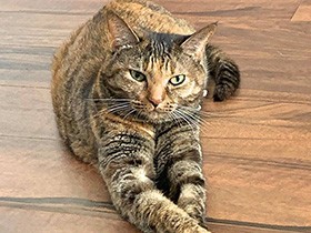 ゴキゲンなときは、お手てがばってんこ！　サビ猫「ちま」　