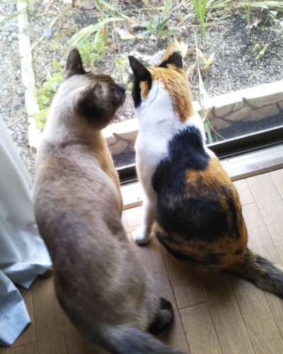 きなこちゃんと世間話