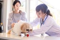 獣医さんと飼い主　※画像はイメージです（buritora/stock.adobe.com）