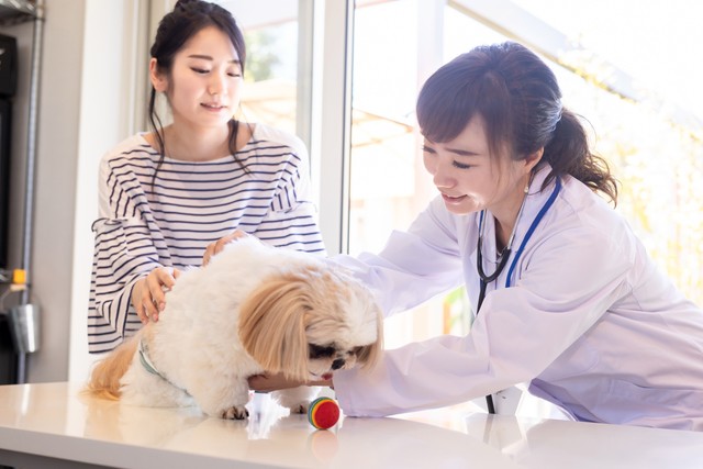 獣医さんと飼い主　※画像はイメージです（buritora/stock.adobe.com）