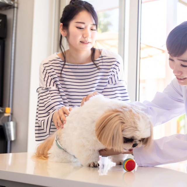 獣医さんと飼い主　※画像はイメージです（buritora/stock.adobe.com）