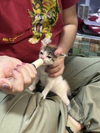 sunny spotでの作業は、ひだまり号で暮らす猫たちのお世話が中心という（保護猫カフェ「ひだまり号」提供）