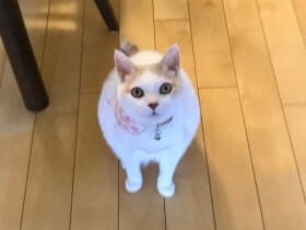 ひょうきんな性格で家族を照らす　スコティッシュフォールドのMIX猫「ももちゃん」