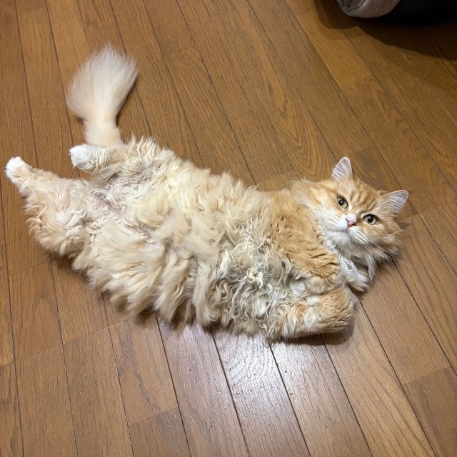 現在のまめ（10歳）（yopichさん提供）