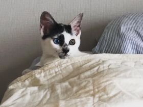 一人暮らしで保護猫を迎える時のポイントは？　実際に譲渡した人、された人に聞いた