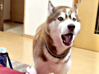 真剣な顔つきで歌い続けるモヒートくん（画像提供：mojitohuskyさん）