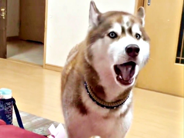真剣な顔つきで歌い続けるモヒートくん（画像提供：mojitohuskyさん）