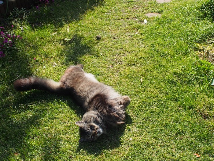 エルくんは、草の上で寝ころぶのが好き