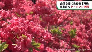 ヤマツツジが見頃　宮城・気仙沼市と南三陸町にまたがる田束山