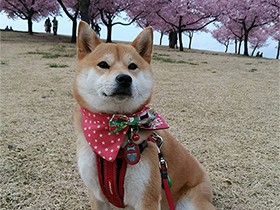 柴犬の「つむぎ」、桜と記念撮影　いろんなところに出かけようね