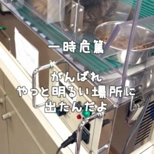 酸素室に入り一時危篤に(「しあわせにゃん家」さん提供、Instagramよりキャプチャ撮影)