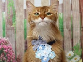 「うちの子になる？」と聞いたら「にゃー」と即答　飼い主を救ったソマリ「潤」