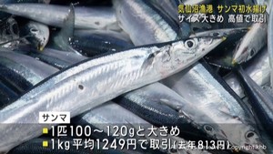 秋の味覚サンマ　気仙沼に初水揚げ　この時期として大きめ１００〜１２０グラム