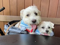 お出かけ中、にっこり笑顔を見せる（左から）プクくん、マルくん（画像提供：プクマルさん）