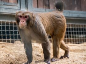 ３頭のサルがヴェローナ大の実験室からレスキューセンターへ　自由に生活しリハビリも