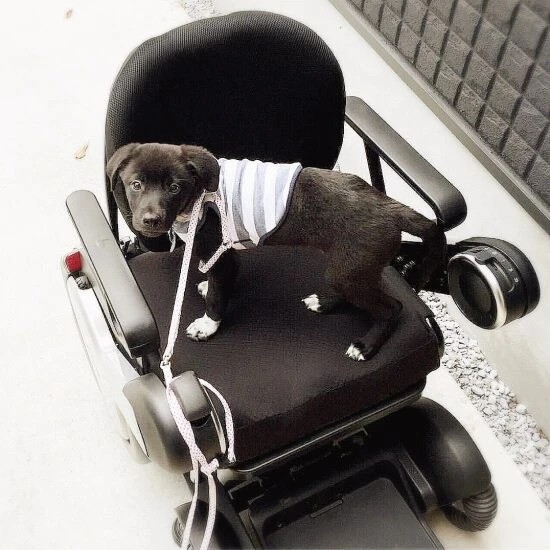 家にきたころの「ロック」