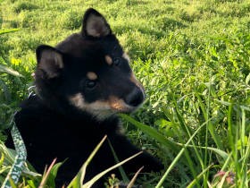 愛犬の激しい尻尾追いと、あきらめず向き合った１年　家族に笑顔が戻り、涙の“卒業”