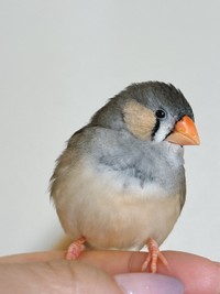 美少女♡ キンカチョウの「しめじ」ちゃん（画像提供：ハクサイーヌ（固定）@レタスの飼い主さん）