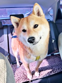 犯行後、大あくびを披露したハナちゃん（画像提供：かわぞえさん）