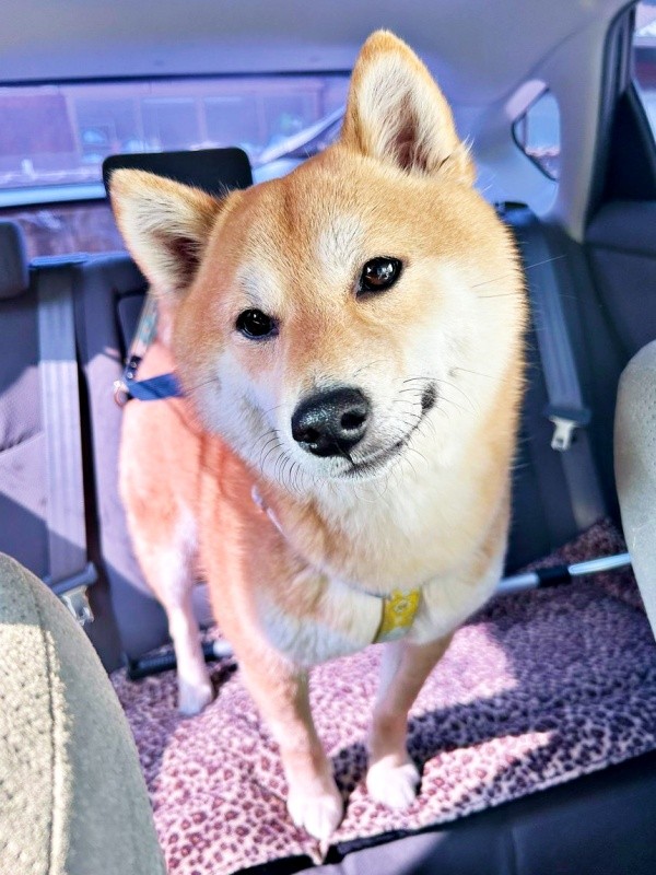 犯行後、大あくびを披露したハナちゃん（画像提供：かわぞえさん）