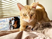 窓辺で日向ぼっこ♪（左から）同居犬のレンくんとちゃあさん（画像提供：床さん）