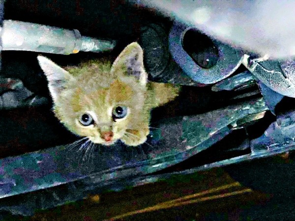 車のエンジンルームに隠れていたきなこくん（画像提供：まっちゃさん）