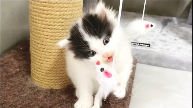 子猫の頃のパンちゃん＝pan.chanchiさん提供
