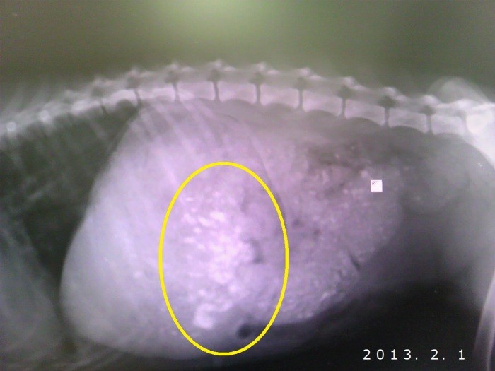 小春ちゃんを保護した際に撮ったレントゲン。胃の中に砂利と思われるものが。空腹のために口にしていたのだろうか