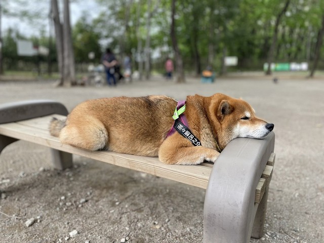 リラックスしているのが伝わってきます（画像提供：柴犬茶々麻呂之介さん）
