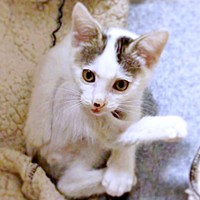 保護時は、余命宣告を受けたおかかくん（画像提供：おかかとそぼろの成長記録さん）