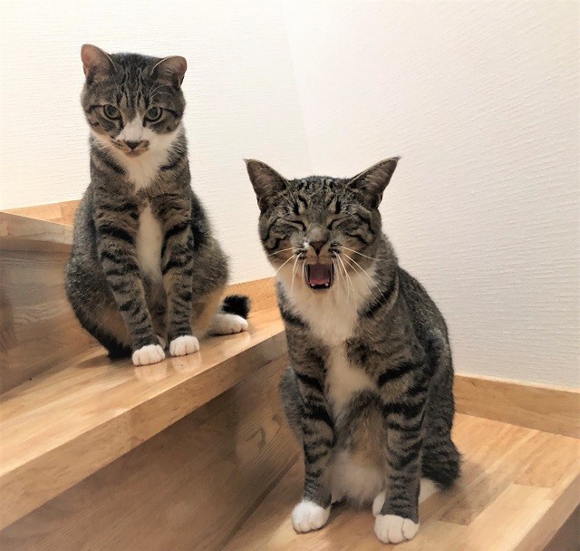 猫くんたちとお風呂で一緒に過ごすことがとても好きな時間だという彼女さん。ちゃむのすけくんとまるきちくん（右）に癒やされている（提供画像）