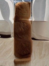 みたらしふう太くん＝柴犬ふう太さん（@fufufufufu_ta）提供