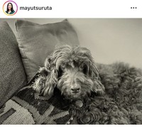 鶴田真由インスタグラム＠mayutsurutaより