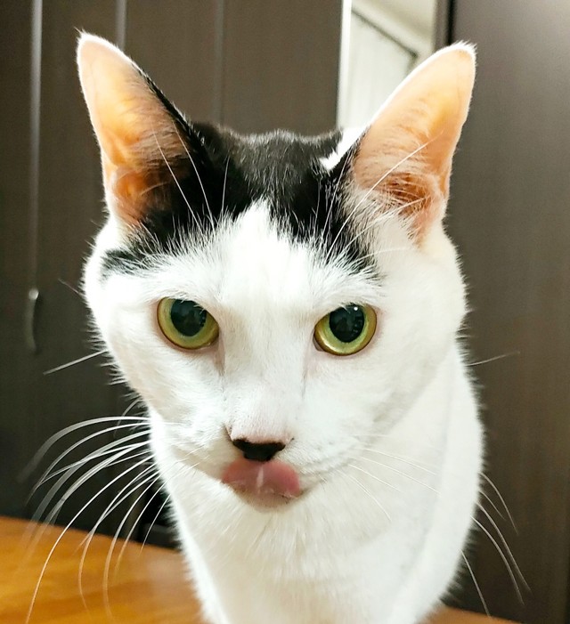 舌ペロリ！ 10歳を迎えたばんちゃん（画像提供：ふぅさん）