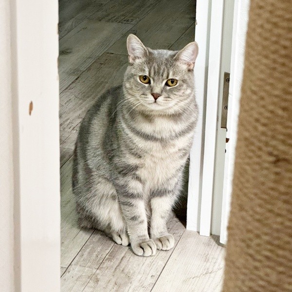 飼い主さんをじっと見つめるはまちくん（画像提供：ごまちよ 0y(2024.07)さん）