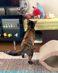 お母さんが「足がガニ股」って言うの