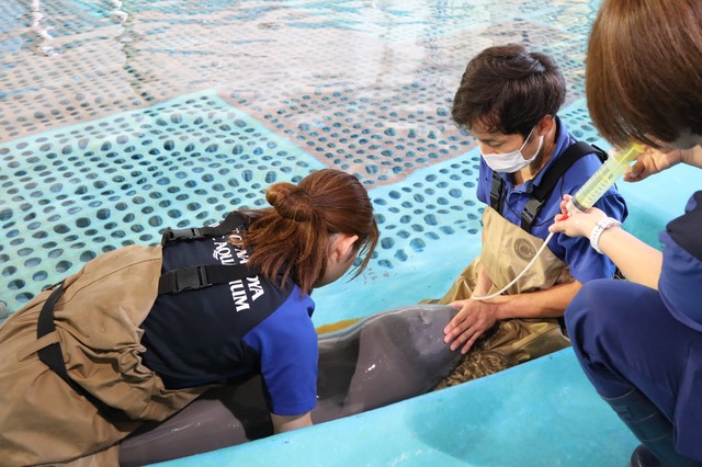 注射器でミルクを飲む赤ちゃん 画像提供：名古屋港水族館