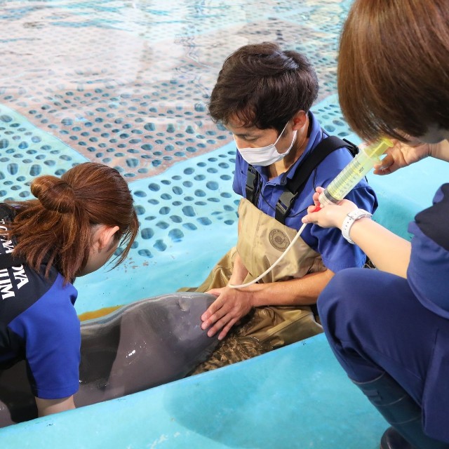 注射器でミルクを飲む赤ちゃん 画像提供：名古屋港水族館