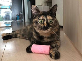 これから仕事!? それより私と遊んでよ！ サビ猫「あずき」