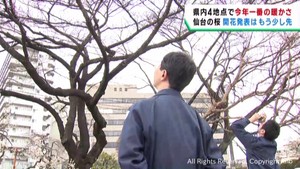 宮城県各地で気温上昇　仙台での桜の開花はもう少し先に