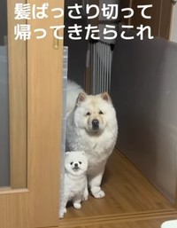 じーっと見つめる先には……ママ？（提供：＠mokoyuki_chowpomeさん）