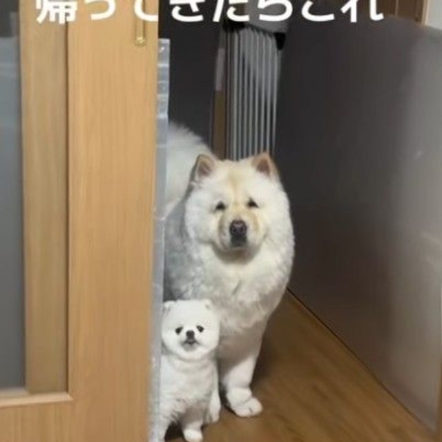 じーっと見つめる先には……ママ？（提供：＠mokoyuki_chowpomeさん）