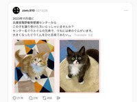 兄弟猫と会いたいーーぐらくんの飼い主さんによる実際のThreads投稿（投稿元：zoes.810さん）
