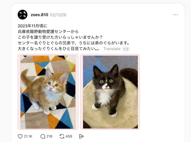 兄弟猫と会いたいーーぐらくんの飼い主さんによる実際のThreads投稿（投稿元：zoes.810さん）