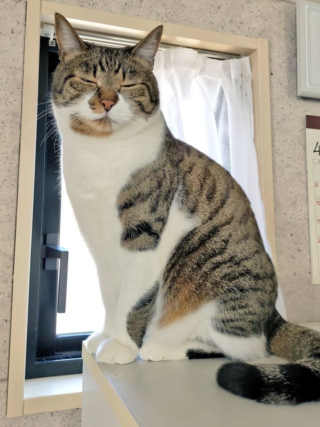 僕はお留守番ですかの顔=まりてつ(@marie_mamachan)さん提供