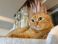 冷房は苦手なこいもちゃん。風が抜ける場所でまったりタイム（画像提供：こいもちゃんさん）