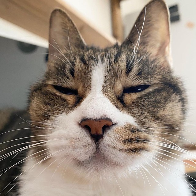 なんだにゃ～？