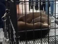 動物園生まれのコツメカワウソ、動物商経由でペットショップへ…